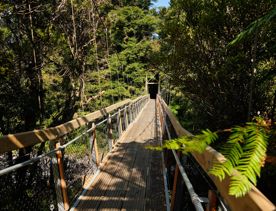 A long suspension bridge amongst Native bush and trees in the Kaitoke Regional Park.