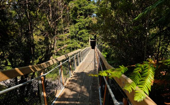 A long suspension bridge amongst Native bush and trees in the Kaitoke Regional Park.