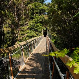 A long suspension bridge amongst Native bush and trees in the Kaitoke Regional Park.