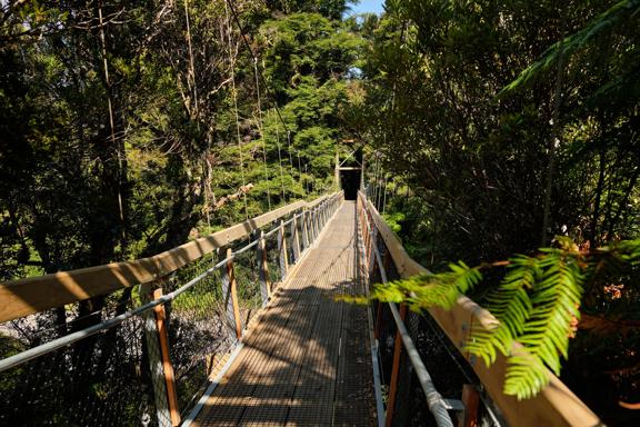 A long suspension bridge amongst Native bush and trees in the Kaitoke Regional Park.