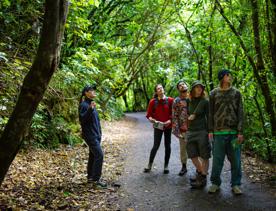 Four friends look at the lush green trees while on a guided tour at Zealandia.