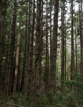 The Kiriwhakapapa Road Tararua Forest Park screen location, featuring walking trails and campsite opportunities in wild, natural landscapes.