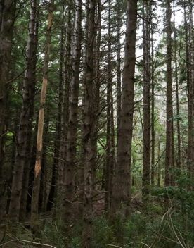The Kiriwhakapapa Road Tararua Forest Park screen location, featuring walking trails and campsite opportunities in wild, natural landscapes.