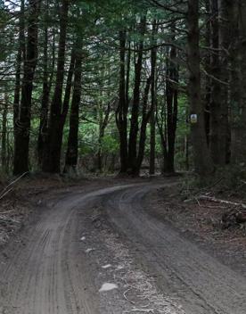 The Kiriwhakapapa Road Tararua Forest Park screen location, featuring walking trails and campsite opportunities in wild, natural landscapes.