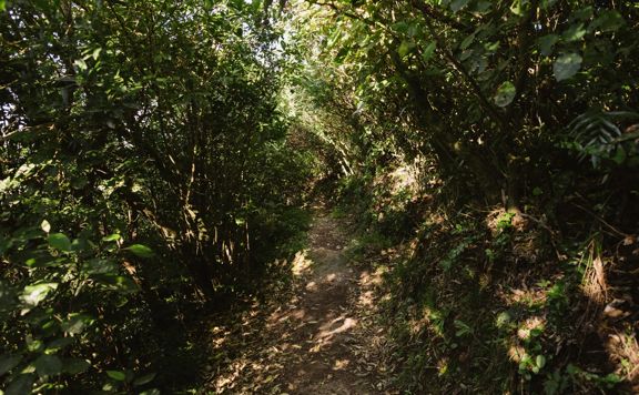 Forest path surrounded by dense native bush, with dappled light showing through the treecover.