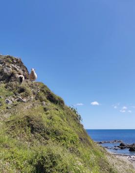 On the Mākara Walkway, a cliff rises from the beach. Two sheep stand on the cliff, which is covered in grass.