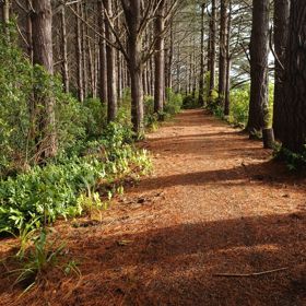 Section of trail covered in rust coloured pine needles, surrounded by rows of tall pines and new plantings on either side.