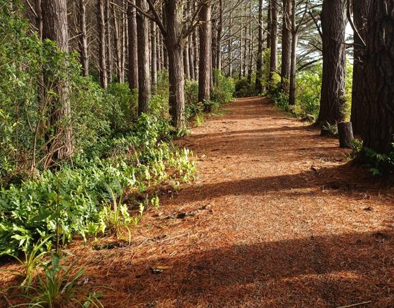 Section of trail covered in rust coloured pine needles, surrounded by rows of tall pines and new plantings on either side.