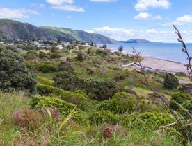 A landscape image of native New Zealand bush, a beach, rolling green hills and a bright blue sky.