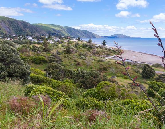 A landscape image of native New Zealand bush, a beach, rolling green hills and a bright blue sky.