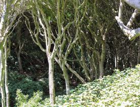 The native trees lining the path in Pikarere Firest.