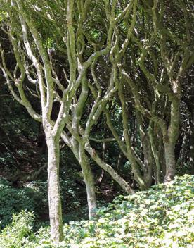 The native trees lining the path in Pikarere Firest.