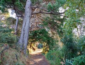 The screen location of Mount Victoria Town Belt, with lush green native bush and panoramic views across Wellington.