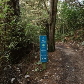 The Doctor trail in Ngā Ara o Rangituhi. The gravel and clay trail winds through bush with pine needles covering the ground.