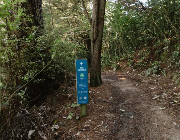 The Doctor trail in Ngā Ara o Rangituhi. The gravel and clay trail winds through bush with pine needles covering the ground.