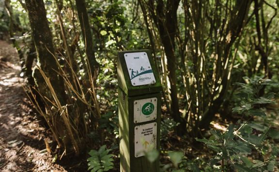 Wooden signpost for Juvie surrounded by native forest. The post shows the trail is Easy Grade 2 and has a directional arrow for The Lookout, Dual Slalom and Nevay Road.