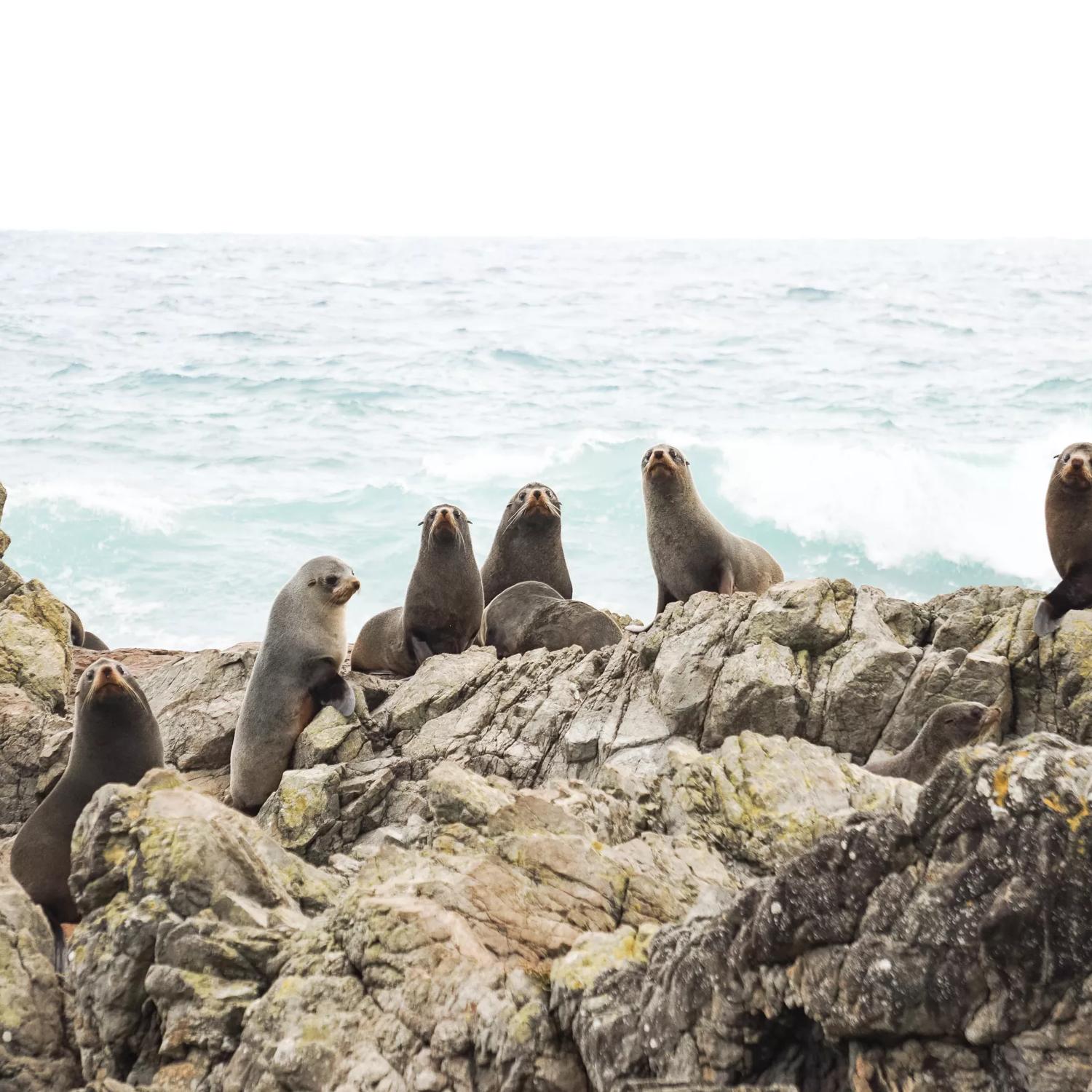 Nine fur seals sit on the jagged rocks at Turakirae Head with waves crashing behind them.