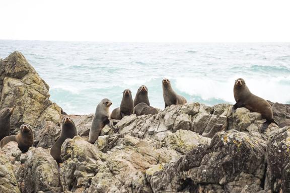 Nine fur seals sit on the jagged rocks at Turakirae Head with waves crashing behind them.