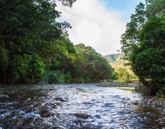 The screen locations of Catchpool Valley, with the river, lush bush,  forest, and grassland.