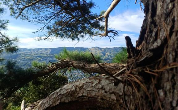 Looking through branches of a conifer tree with rolling hills in the background on a blue sky day.