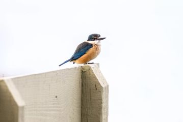 Sacred kingfisher with blue wings perched on a fence.