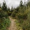 The UpFlow track in Tunnel Gully with a soft clay ground winding through gorse bush and shrub.