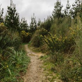 The UpFlow track in Tunnel Gully with a soft clay ground winding through gorse bush and shrub.