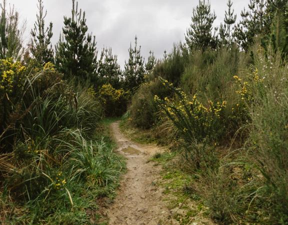 The UpFlow track in Tunnel Gully with a soft clay ground winding through gorse bush and shrub.