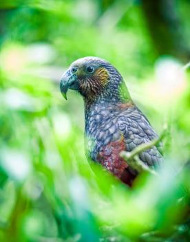 A kākā with brown and crimson plumage looks to the left and is surrounded by out-of-focus greenery.