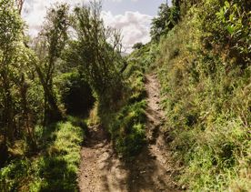 A secton of the Ikigai trail in Waimapihi Reserve. The mountain bike track has a clay surface with wooden platforms and views of Wellington.