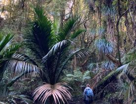 The green native bush of Belmont Regional Park, with streams and hills.