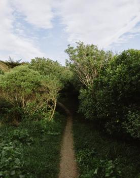 A section of the Salvation Bush Walk on Wrights Hill above Karori.