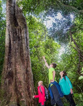 A family in neon clothing pointing up at a large Matai tree in Rewanui Forest park.