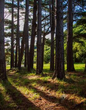 Camp Wainuiomata screen location. Has several buildings and is surrounded by forest and bush.