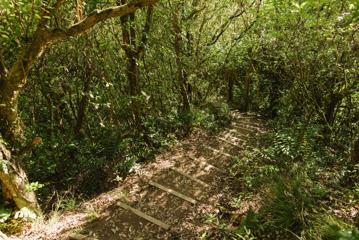 A narrow forest stairway on a Barry Hadfield Nikau Reserve hiking trail.