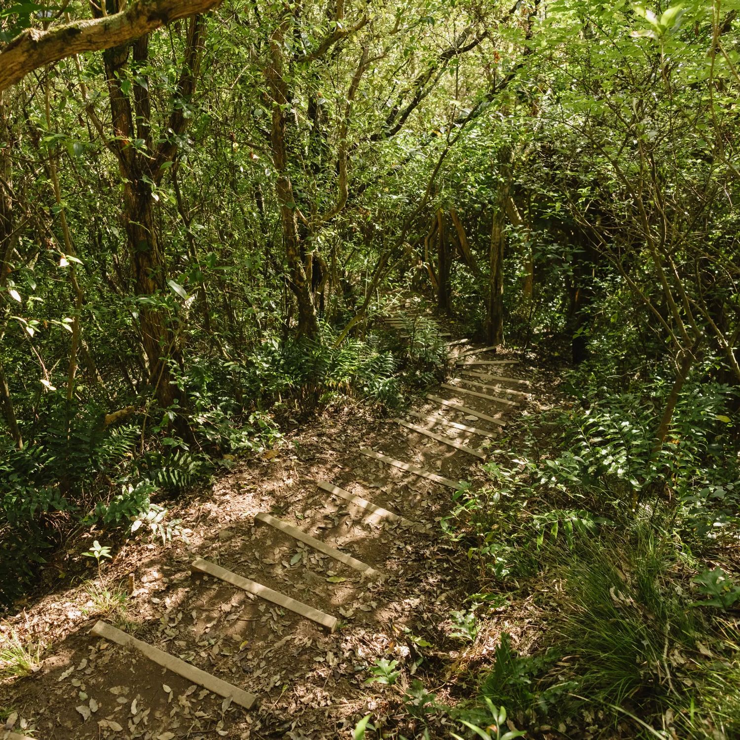 A narrow forest stairway on a Barry Hadfield Nikau Reserve hiking trail.