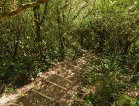 A narrow forest stairway on a Barry Hadfield Nikau Reserve hiking trail.