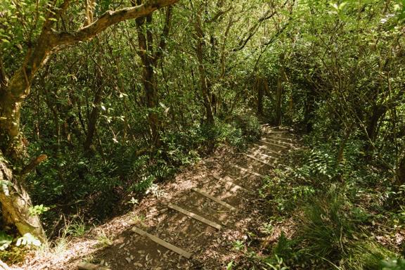 A narrow forest stairway on a Barry Hadfield Nikau Reserve hiking trail.