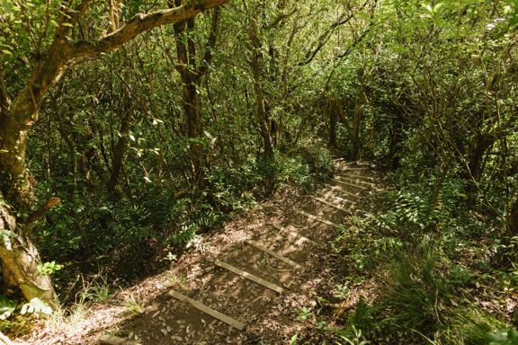A narrow forest stairway on a Barry Hadfield Nikau Reserve hiking trail.