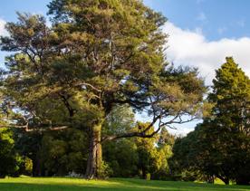 A well-equipped and popular outdoor space for families in Upper Hutt. On the edge of Te Awa Kairangi, Hutt River, Harcourt Park in Upper Hutt is a 40-minute drive north of Wellington.