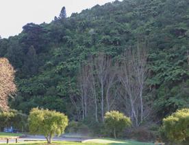 The green native bush of Belmont Regional Park, with streams and hills.