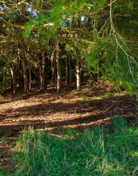 Camp Wainuiomata screen location. Has several buildings and is surrounded by forest and bush.