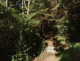 Dense green trees and bush with a sunlit path in the foreground.