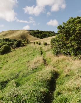 Part the Mataihuka Walkway in Raumati.