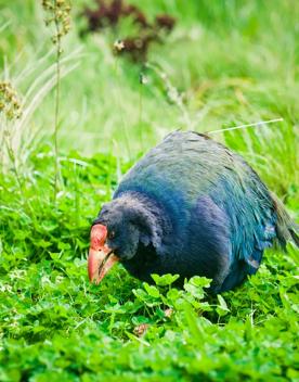 A takahē surrounded by lush green grass.