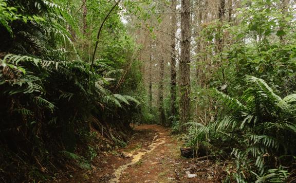 The 2 Bee-Line track in Tunnel Gully. The forest looks dense, pictured on a rainy day.