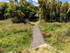 A small wooden bridge goes over a swamp and leads into trees on the Restoration Trail, at Battle Hill Farm.