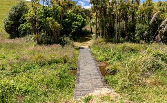 A small wooden bridge goes over a swamp and leads into trees on the Restoration Trail, at Battle Hill Farm.