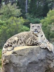 A snow leopard lies on a rock at the Wellington Zoo.