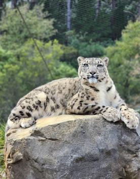 A snow leopard lies on a rock at the Wellington Zoo. 